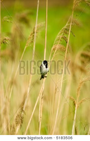 Luonnonvaraisten lintujen