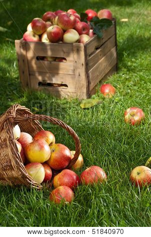 Red Apples
