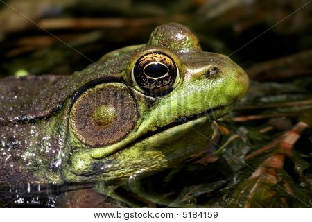 grüne Frosch in einem Teich