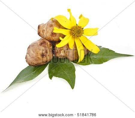 Jerusalem artichoke. Helianthus tuberosus. with flower and leaves stem isolated on a white background 