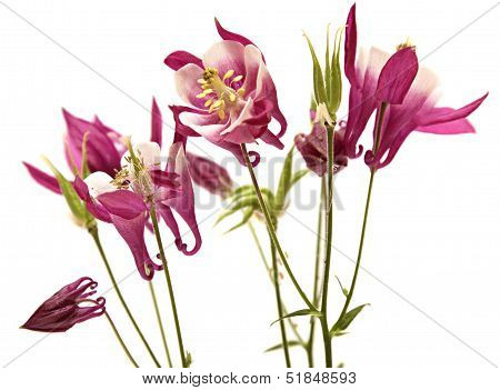 columbine. bells flowers isolated on white background.