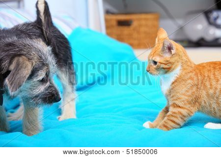 Animals At Home Dog And Cat Playing Together On Bed