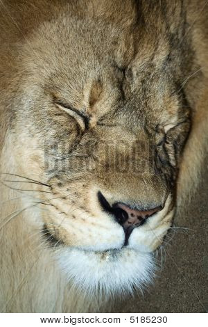 Leone