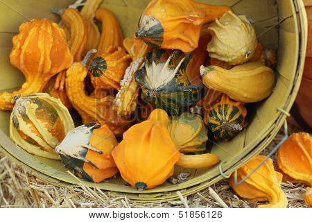 Diverse assortment of gourds--winged