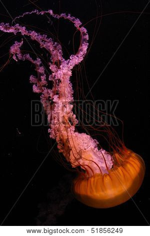 Jellyfish