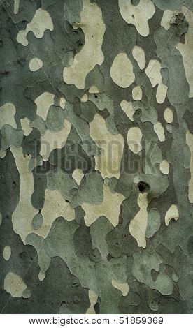 Platan Tree Bark Texture