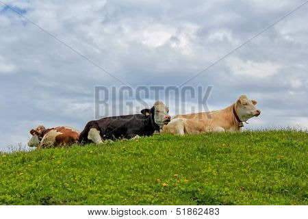 Cows