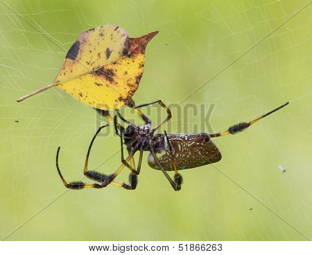 Golden orb weaver