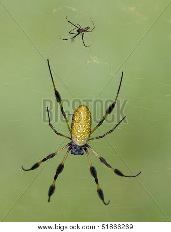 Golden orb weavers on spider web