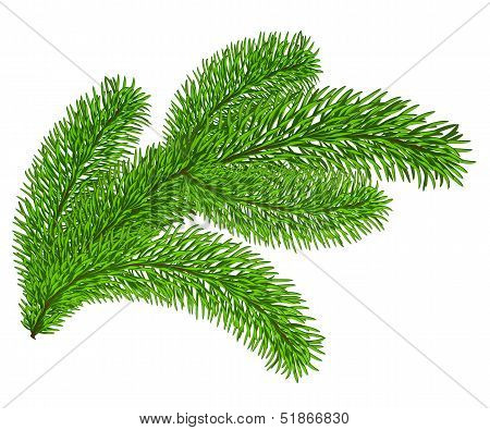 Twig of evergreen