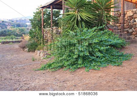 Capers Plant