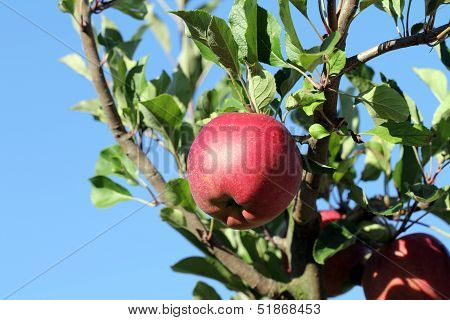Melrose apple