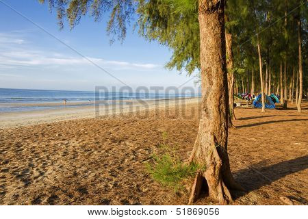 Campng On Beach Pine