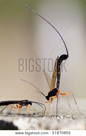 wood wasp - Ephialtes manifestator