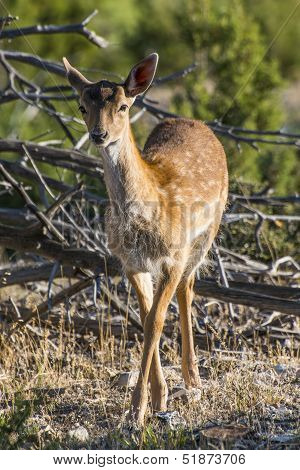 Fallow Deer Yearling