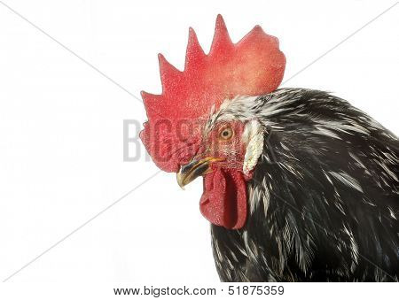 Cock chanticleer rooster head