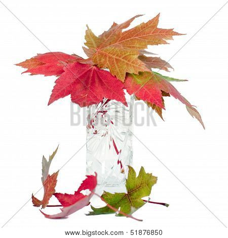 Fall Leaves.