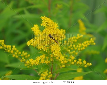 Bien på blomsten