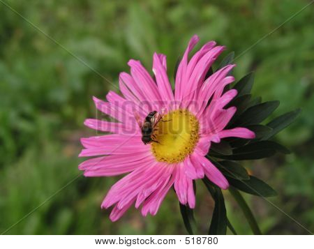 Aster