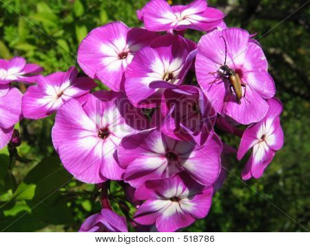Phlox