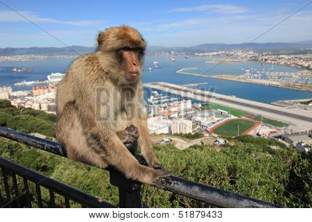 Gibraltar Ape
