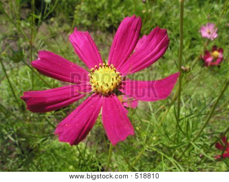 Blomst