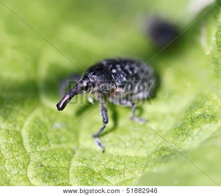 elephant beetle