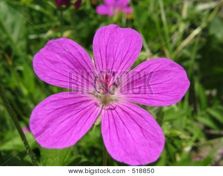 Blomst