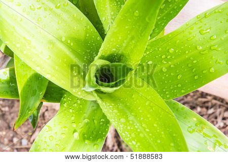 Water Drop On Green Sacred  Leaf In Thailand, Houseplant