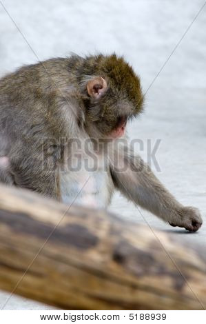 Macaca Fuscata szary japońska małpa