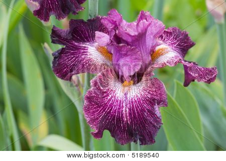 Iris blomst