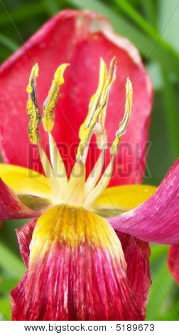 Tulipano rosso