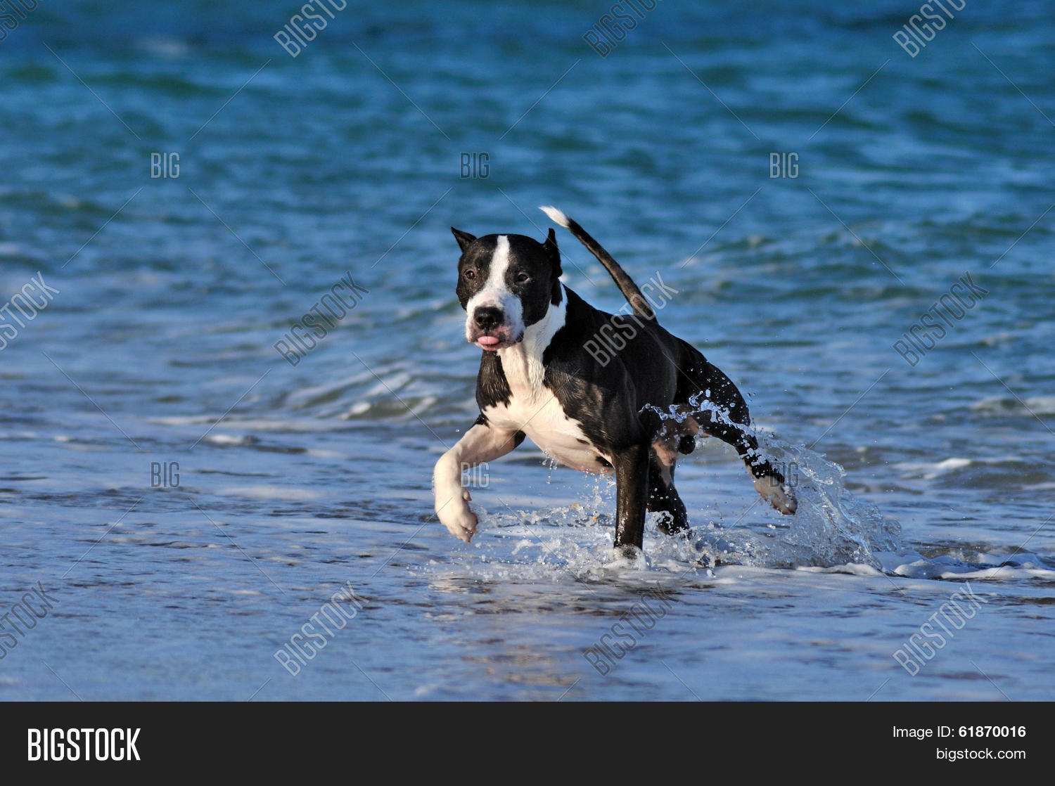 Pitbull Runs Along Sea Image & Photo (Free Trial) Bigstock