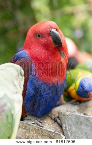 Red Blue Electus Parrot