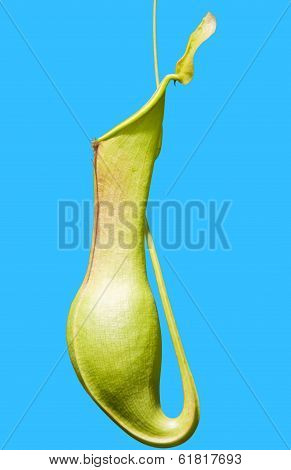 Nepenthes Isolated