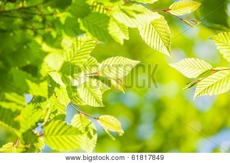 Fresh spring leaves