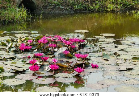 Pink Waterlily