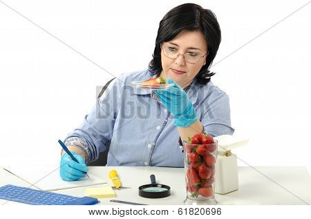 Phytosanitary Engineer Carefully Examines At The Half Strawberries