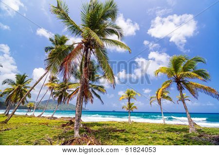 Lush Green Palm Trees