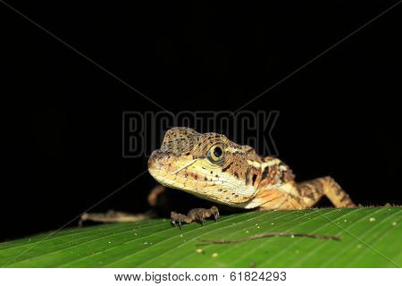 Spiny Green Lizard