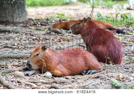Three Capybaras