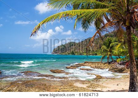 Palm Tree And Caribbean Sea