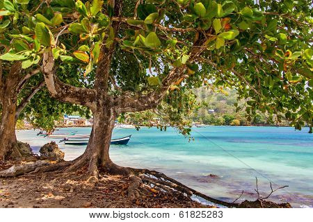 Tree And Sea