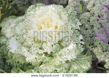 Brassica oleracea (Sabellica Group) Borecole (UK), Curly kale, Kitchen kale, Scotch kale (UK), Siberian kale.