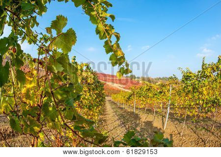 Italian vineyard