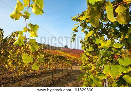 Italian vineyard