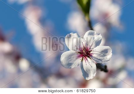 almond flower