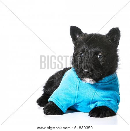 Scottish Terrier puppy wearing blue sweater isolated on white background