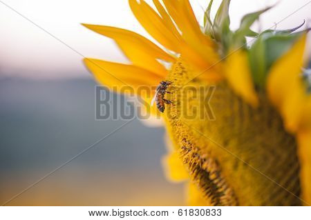Bee,on Sunflower.