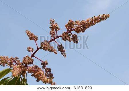 Mango tree blossom